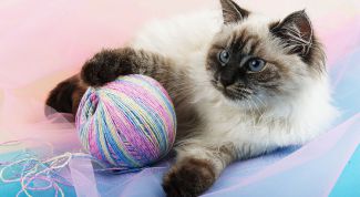 Картинка по теме - как удалить кошачий запах