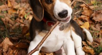 Картинка по теме - как воспитывать собак