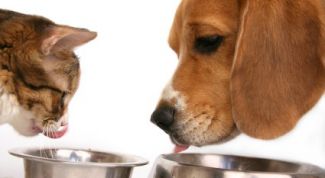 Картинка по теме - как кормить питомца