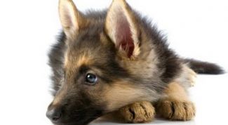 Картинка по теме - как воспитывать овчарку