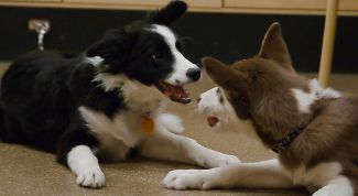 Картинка по теме - как дрессировать щенка