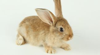 Картинка по теме - как приучить кролика к лотку