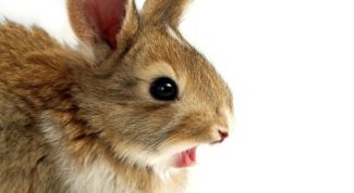 Картинка по теме - как стричь кролика