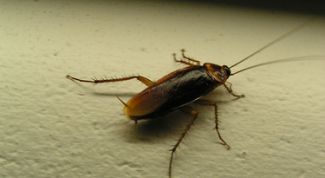 Картинка по теме - как вывести тараканов