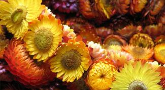 Картинка по теме - как окрасить цветы