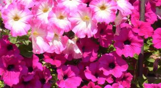 Картинка по теме - как вырастить петунию