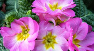 Картинка по теме - как выращивать фиалки