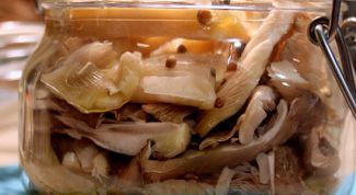 Картинка по теме - как выращивать вешенки