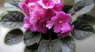 Картинка по теме - как избавиться от мошек в цветах