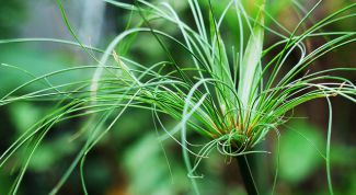 Картинка по теме - как увлажнить воздух