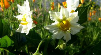 Картинка по теме - как сажать картошку