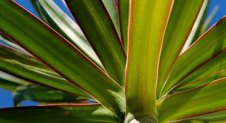 Картинка по теме - как размножить драцену