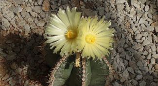 Картинка по теме - как выращивать кактусы