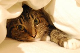 Картинка по теме - как сшить одеяло