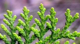 Картинка по теме - как вырастить тую на даче