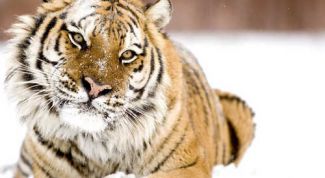 Картинка по теме - как сделать фон в фотографии