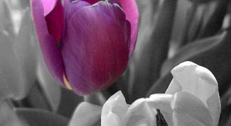 Картинка по теме - как выделить объект в фотошопе