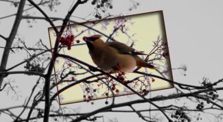 Картинка по теме - как сделать кадр в кадре