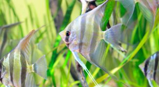 Картинка по теме - как изготовить аквариум