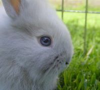 Картинка по теме - как сделать маску зайца