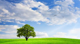 Картинка по теме - как сделать дерево