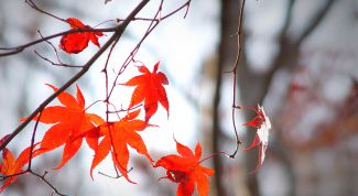 Картинка по теме - как заставить себя жить