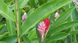 Картинка по теме - как вырастить растение