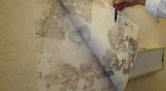 Картинка по теме - как удалить плесень