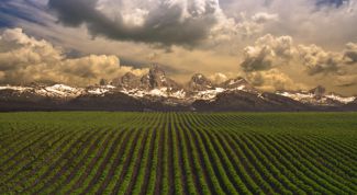 Картинка по теме - как защищать почву на полях