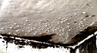 Картинка по теме - как избавиться от плесени на стене