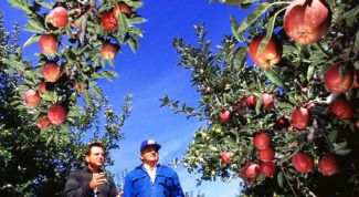 Картинка по теме - как создать сад