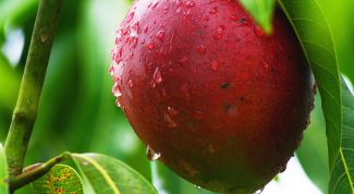 Картинка по теме - как вырастить манго из косточки