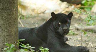 Картинка по теме - как увеличивать резкость в фотошопе