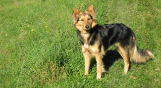 Картинка по теме - как увеличить фотографию в фотошопе