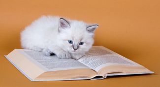 Картинка по теме - как воспитывать котенка