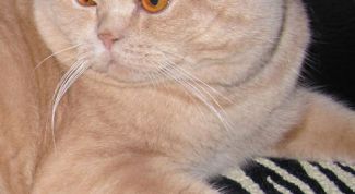 Картинка по теме - как отучить кота метить