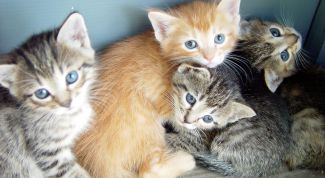 Картинка по теме - как вылечить кота