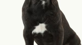 Картинка по теме - как искать собаку