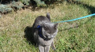 Картинка по теме - как надевать шлейку