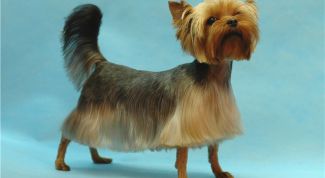 Картинка по теме - как стричь йорка