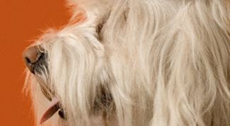 Картинка по теме - как стричь собак