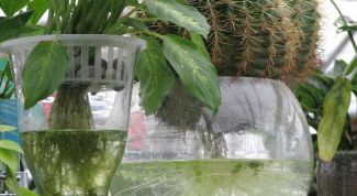 Картинка по теме - как вырастить гидропоник