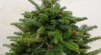 Картинка по теме - как вырастить ёлку
