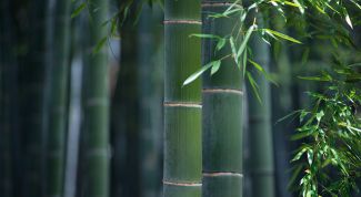 Картинка по теме - как выращивать бамбук