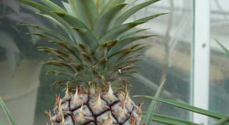 Картинка по теме - как вырастить ананас дома