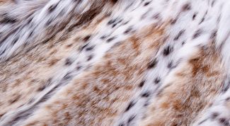 Картинка по теме - как чистить мех в домашних условиях