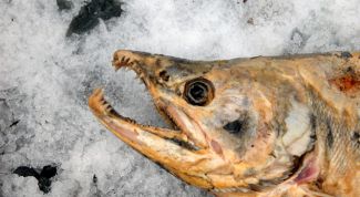 Картинка по теме - как ловить рыбу зимой