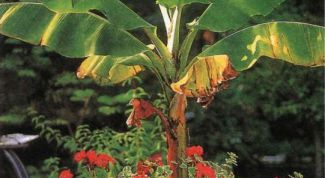 Картинка по теме - как выращивать банан