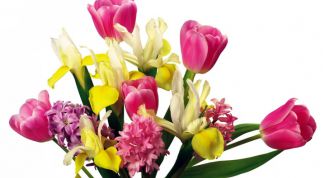 Картинка по теме - как собрать букет