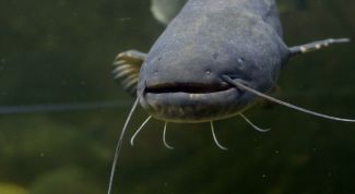 Картинка по теме - как ловить сома